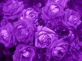 Ultra Violet background made of fresh roses. Ultra Violet backdrop for your design. Trendy color concept of the year. Royalty Free Stock Photo