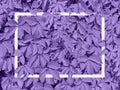 Ultra violet background made of leaves   Pantone color of the year 2018. Royalty Free Stock Photo