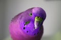 Ultra violet male parakeet close up stock photo High Quaity