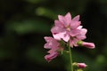 Ultra violet, pink mallow flower blooming in summer
