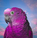 Krajné fialový pekný chlapec papagáj 