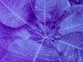 Extremo violeta follaje en 