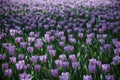 Ultra violet tulips, srgb image