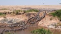 Ultra wide angle shot of wildebeest herd crossing the mara river Royalty Free Stock Photo