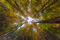 Ultra wide angle upward shot in autumn daylight forest, Cloudy weather Royalty Free Stock Photo