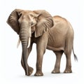 Ultradetailed 3d Rendering Of Elephant Isolated On White Background