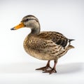 Ultradetailed Mallard Duck Photo On Gray Background