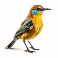 Ultradetailed Sideview Of Little Yellow Bird On White Background