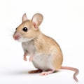 Ultradetailed Sideview Mouse On White Background Royalty Free Stock Photo