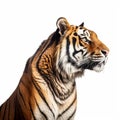 Ultradetailed Sideview Tiger: Intense Coloration In 8k Resolution