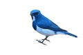 Ultramarine Flycatcher bird Royalty Free Stock Photo