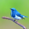 Ultramarine flycatcher bird