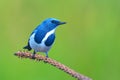 Ultramarine flycatcher bird