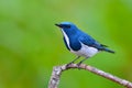 Ultramarine flycatcher bird Royalty Free Stock Photo