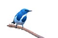 Ultramarine flycatcher bird Royalty Free Stock Photo