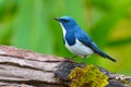 Ultramarine flycatcher bird