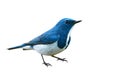 Ultramarine flycatcher bird