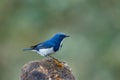 Ultramarine flycatcher ,Birds. Royalty Free Stock Photo