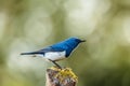 Ultramarine flycatcher ,Birds. Royalty Free Stock Photo