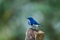 Ultramarine flycatcher ,Birds. Royalty Free Stock Photo