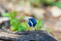 Ultramarine flycatcher ,Birds. Royalty Free Stock Photo