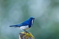 Ultramarine flycatcher ,Birds. Royalty Free Stock Photo