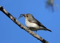 Ultramarine flycatcher female