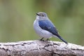 Ultramarine Flycatcher Ficedula superciliaris Beautiful Juvenile Male Birds of Thailand Royalty Free Stock Photo