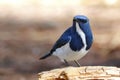 Ultramarine Flycatcher Ficedula superciliaris Royalty Free Stock Photo