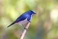 Ultramarine Flycatcher Ficedula superciliaris Male Royalty Free Stock Photo