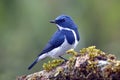 Ultramarine Flycatcher Ficedula superciliaris Male Cute Birds of Thailand Royalty Free Stock Photo