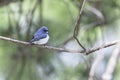Ultramarine Flycatcher migrated to north of Thailand stand on pine stick in nature