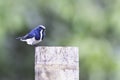 Ultramarine Flycatcher migrated to Thailand