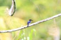 Ultramarine kingfisher Royalty Free Stock Photo