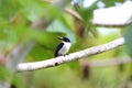 Ultramarine kingfisher Royalty Free Stock Photo