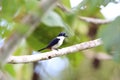 Ultramarine kingfisher Royalty Free Stock Photo