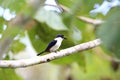 Ultramarine kingfisher Royalty Free Stock Photo