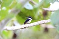 Ultramarine kingfisher Royalty Free Stock Photo