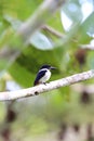 Ultramarine kingfisher Royalty Free Stock Photo