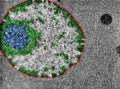 Ultrastructure of the cell