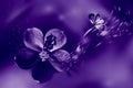 Ultraviolet natural fasionable background. Flowers and butterfly in motion Royalty Free Stock Photo