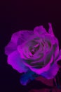 UltraViolet Rose