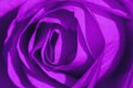 Ultraviolet Rose Macro