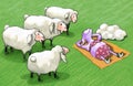 Ultraviolet sheep different from the others