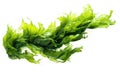 Ulva Algae On White Background. Generative AI Royalty Free Stock Photo