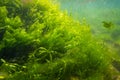 Ulva, cladophora lush green algae grow in low salinity Black sea biotope, coquina stone littoral zone snorkel, oxygen rich water