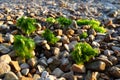 Ulva, a genus of marine green algae of the Ulvaceae family. Many species are edible sea lettuce. Algae are thrown onto