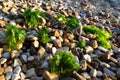 Ulva, a genus of marine green algae of the Ulvaceae family. Many species are edible sea lettuce. Algae are thrown onto