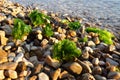 Ulva, a genus of marine green algae of the Ulvaceae family. Many species are edible sea lettuce. Algae are thrown onto