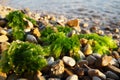 Ulva, a genus of marine green algae of the Ulvaceae family. Many species are edible sea lettuce. Algae are thrown onto